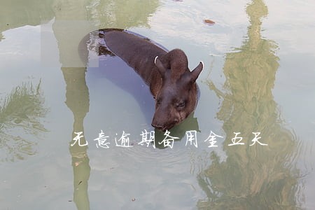 无意逾期备用金五天 无意逾期备用金五天