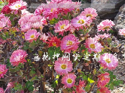 无抵押网贷逾期利息 无抵押网贷逾期利息