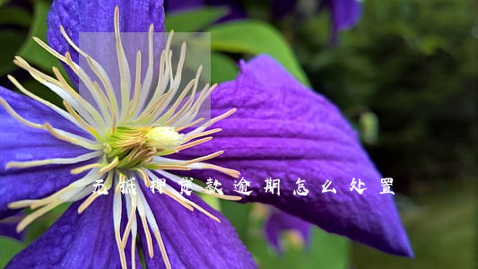 无抵押贷款逾期怎么处置 无抵押贷款逾期怎么处置