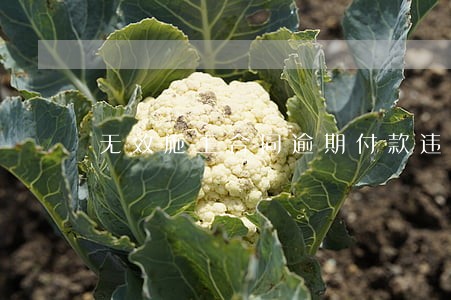 无效施工合同逾期付款违约金 无效施工合同逾期付款违约金