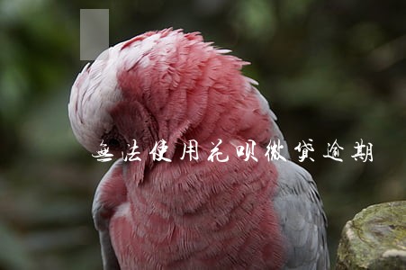 无法使用花呗微贷逾期 无法使用花呗微贷逾期