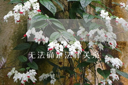 无法确定法律关系 无法确定法律关系