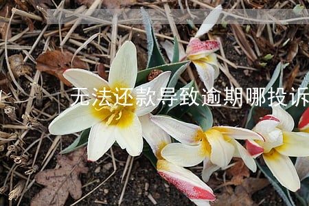 无法还款导致逾期哪投诉 无法还款导致逾期哪投诉
