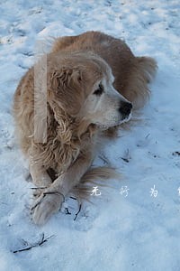 无行为能力人参加诉讼 无行为能力人参加诉讼