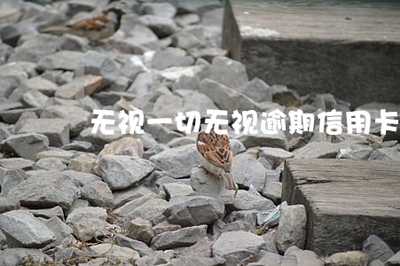 无视一切无视逾期信用卡口子