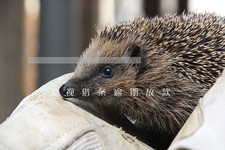 无视借条逾期放款 无视借条逾期放款