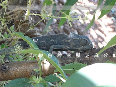 无视各种逾期芝麻分低的口子 无视各种逾期芝麻分低的口子