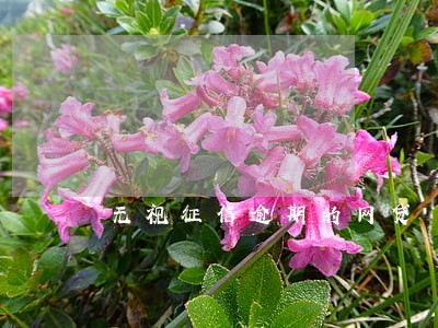 无视征信逾期的网贷 无视征信逾期的网贷