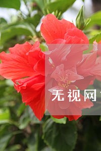 无视网贷逾期的口子 无视网贷逾期的口子