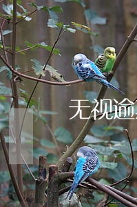 无视逾期和负债的贷款大额分期 无视逾期和负债的贷款大额分期