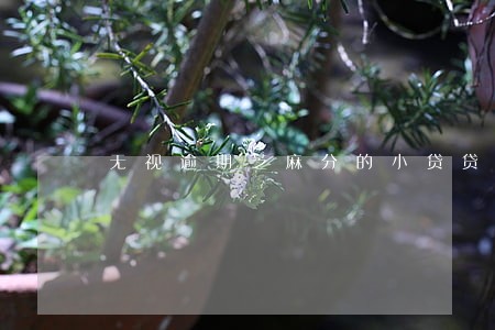 无视逾期芝麻分的小贷贷款