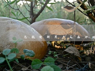 无视逾期黑户芝麻分的口子 无视逾期黑户芝麻分的口子