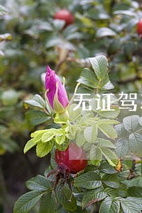 无证驾驶取保候审会怎么样 无证驾驶取保候审会怎么样