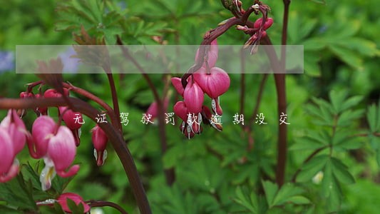 无证驾驶罚款逾期没交 无证驾驶罚款逾期没交