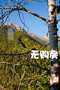 无购房资格导致购房合同逾期