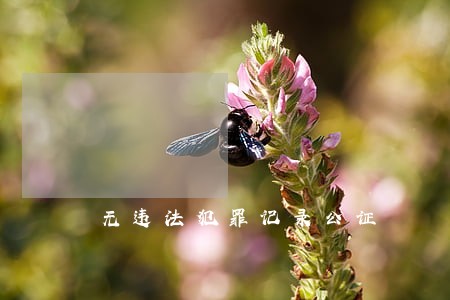 无违法犯罪记录公证 无违法犯罪记录公证