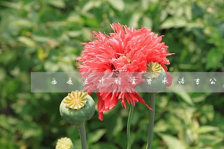 无违法计划生育承诺书公司 无违法计划生育承诺书公司