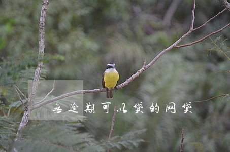 无逾期可以贷的网贷 无逾期可以贷的网贷