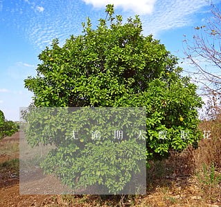无逾期大数据花可以按揭买车吗 无逾期大数据花可以按揭买车吗