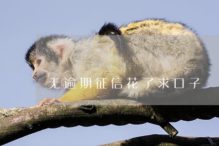 无逾期征信花了求口子 无逾期征信花了求口子