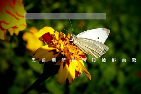 无逾期所有网贷被拒急需钱 无逾期所有网贷被拒急需钱
