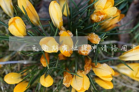 无逾期有社保申请信用卡被拒