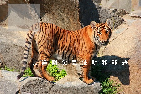 无逾期欠款证明和非恶 无逾期欠款证明和非恶