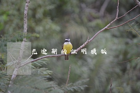 无逾期的证明模板 无逾期的证明模板
