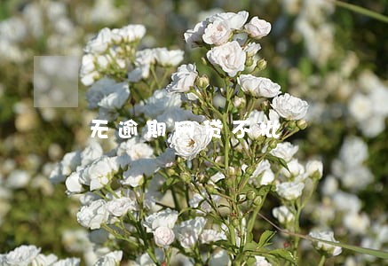 无逾期网贷不批