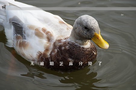 无逾期芝麻分降了 无逾期芝麻分降了