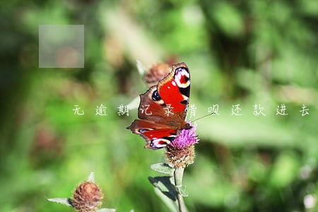 无逾期记录借呗还款进去没额度 无逾期记录借呗还款进去没额度