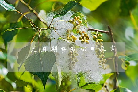 无逾期贷款公司收车