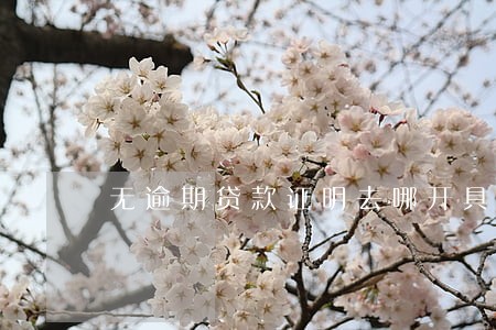 无逾期贷款证明去哪开具