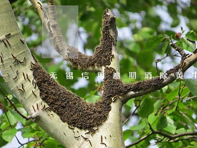 无锡信用逾期消除黄牛 无锡信用逾期消除黄牛