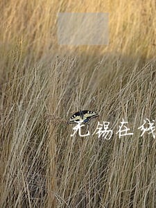 无锡在线法律咨询律师 无锡在线法律咨询律师