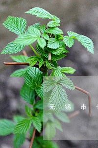 无锡市专业刑事律师团 无锡市专业刑事律师团