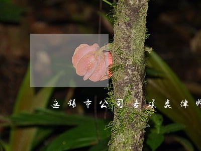 无锡市公司专项类律师 无锡市公司专项类律师