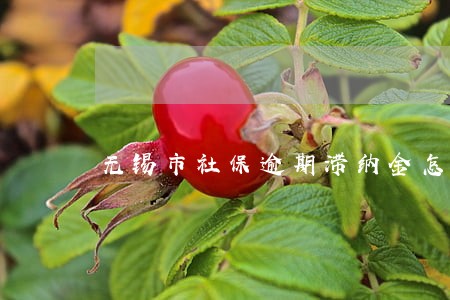 无锡市社保逾期滞纳金怎么算 无锡市社保逾期滞纳金怎么算