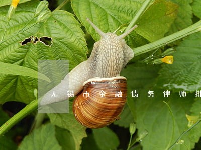 无锡市金融债务律师排行 无锡市金融债务律师排行