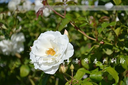无锡律师事务所房产纠纷 无锡律师事务所房产纠纷