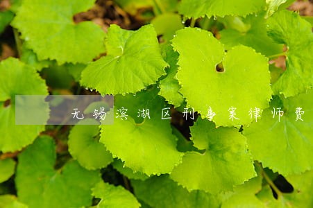 无锡滨湖区刑事案律师费怎么算 无锡滨湖区刑事案律师费怎么算