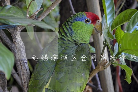 无锡滨湖区合同纠纷律师 无锡滨湖区合同纠纷律师