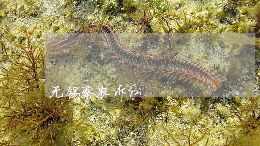 无锡秦农诉讼 无锡秦农诉讼
