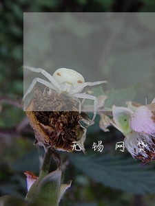 无锡网贷逾期停息分期申请条件