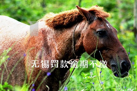 无锡罚款逾期不缴 无锡罚款逾期不缴