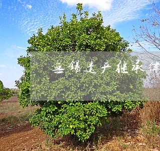 无锡遗产继承律师网 无锡遗产继承律师网