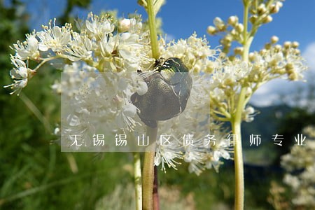 无锡锡山区债务律师专业 无锡锡山区债务律师专业