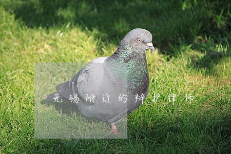 无锡附近的辩护律师 无锡附近的辩护律师