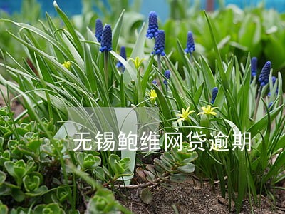 无锡鲍维网贷逾期 无锡鲍维网贷逾期