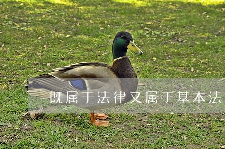 既属于法律又属于基本法的是 既属于法律又属于基本法的是